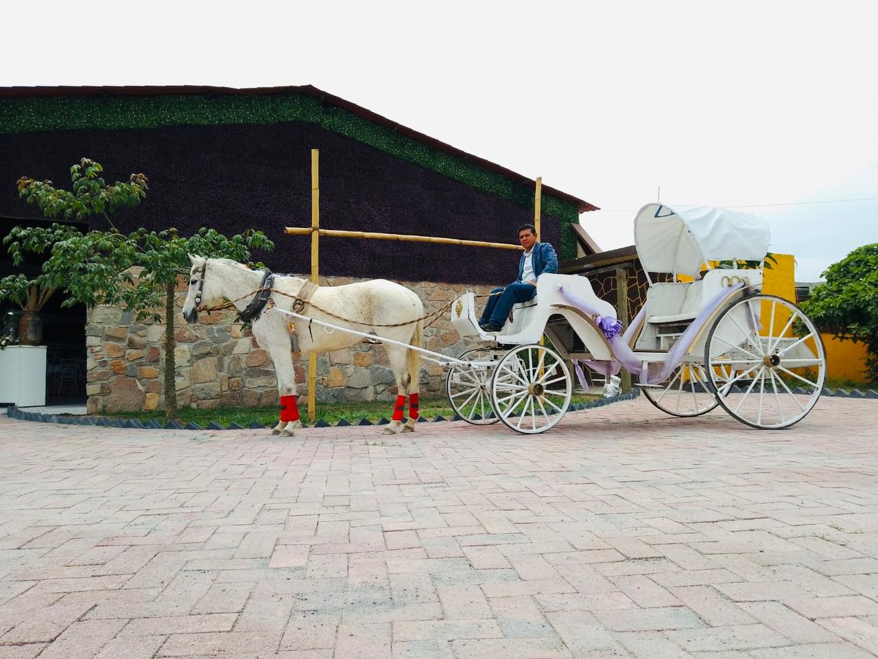 Carruaje blanco con caballo en Finca Andasadi